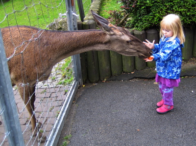 Erika feeding a mule deer through a fence